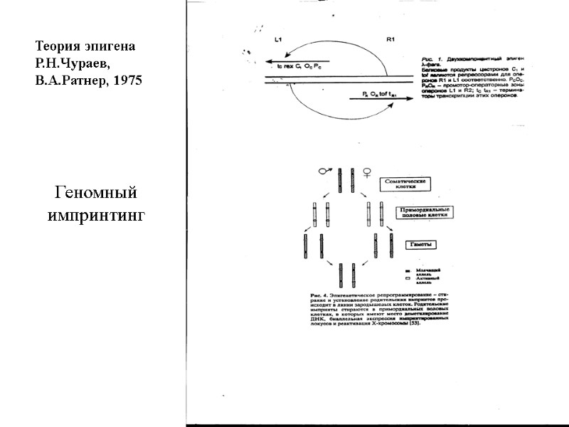 Геномный импринтинг Теория эпигена Р.Н.Чураев, В.А.Ратнер, 1975